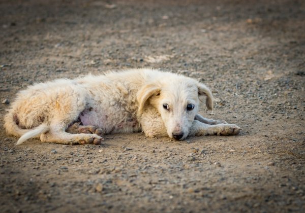 PETA इंडिया डायरेक्टर्स जनरल ऑफ पुलिस से आग्रह करता है कि घरेलू पशुओं को छोड़ देने वालों के खिलाफ सख्त कार्यवाही की जाए।
