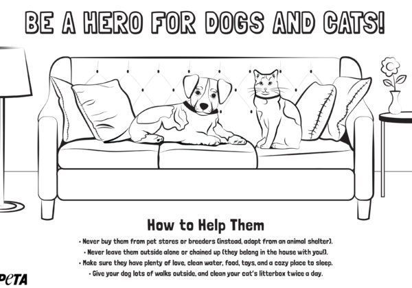 Companion Animal Coloring Sheet_300 River Phoenix