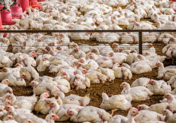 Scam Poultry Ad Pulled   After PETA India Complaint