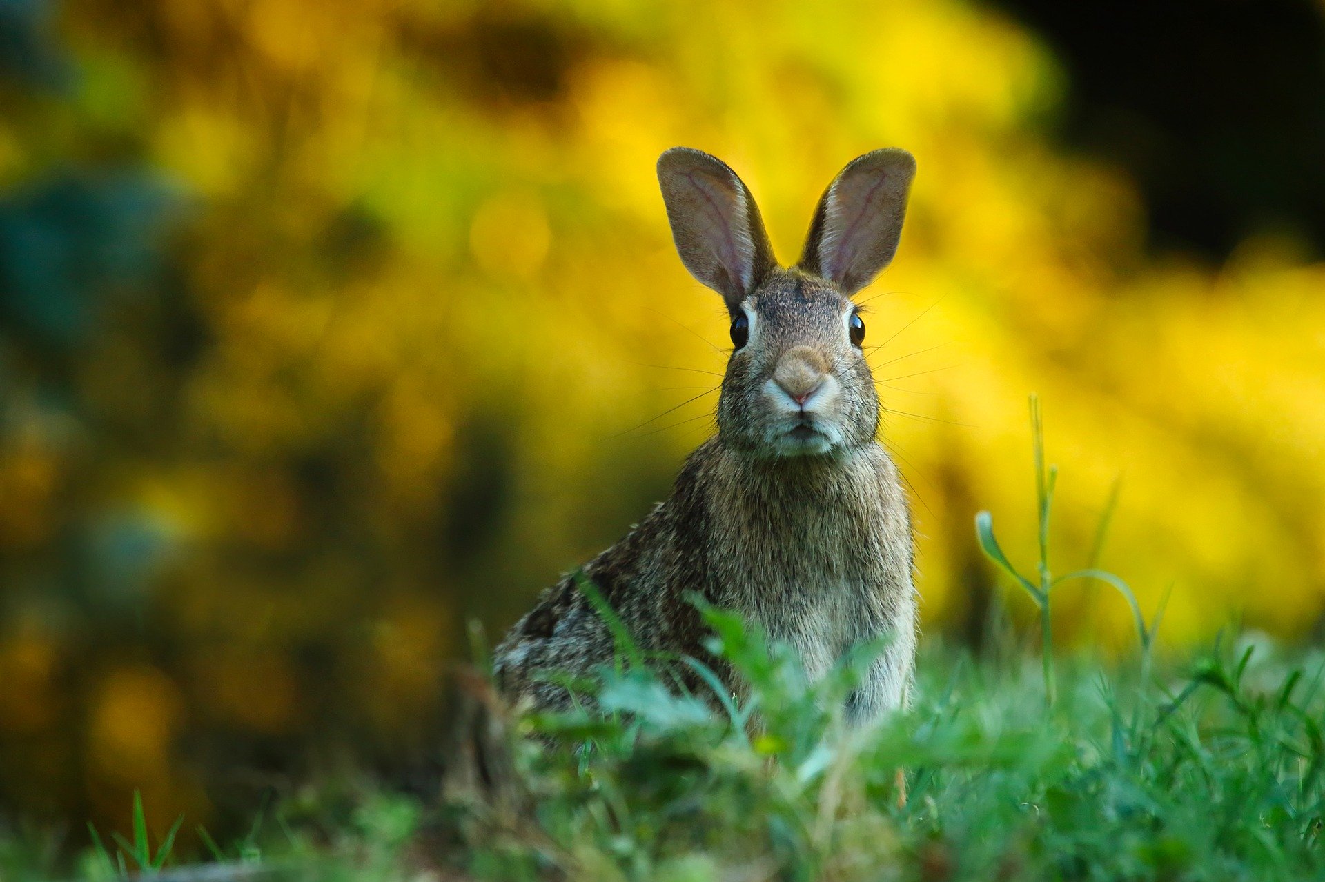 rabbit photo for agrasen college victory ending animal dissection