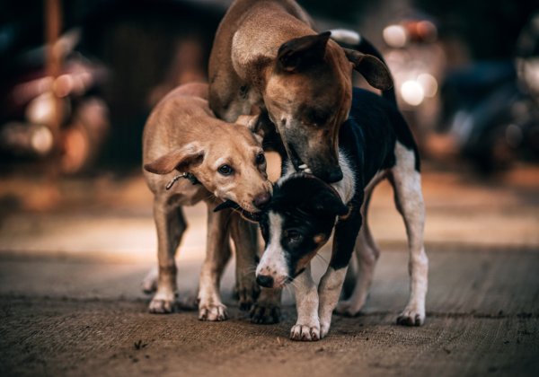 लॉकडाउन के दौरान सामुदायिक पशुओं के भोजन हेतु निधि का आवंटन करने के लिए PETA इंडिया ओड़ीशा के मुख्यमंत्री जी को सम्मानित करता है