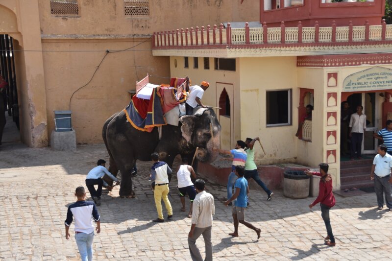 Elephant-Beaten in Jaipur-TB blog