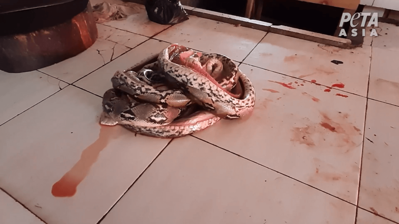 bleeding-mutilated-snake-wet-market