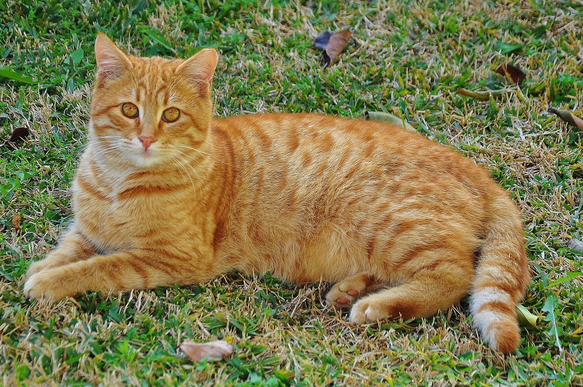 representative cat image for stowaway cat from chennai port blog