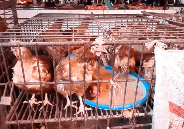 chickens-in-cramped-dirty-cages-wet-market