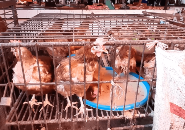 ‘Wet Markets’ Still Selling Live and Dead Animals While COVID-19 Death Toll Mounts