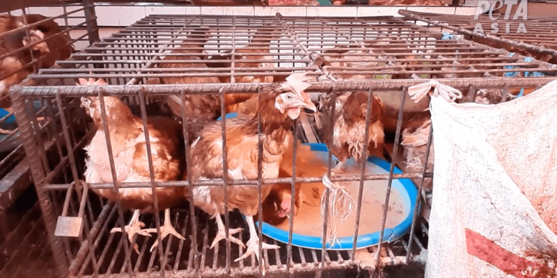 ‘Wet Markets’ Still Selling Live and Dead Animals While COVID-19 Death Toll Mounts