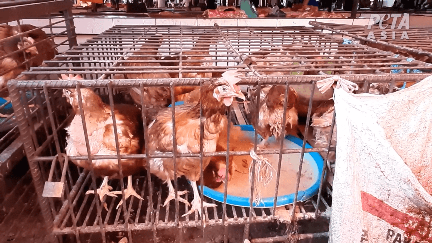 Wet Markets' Still Selling Live and Dead Animals While COVID-19 Death Toll  Mounts - Living - PETA India