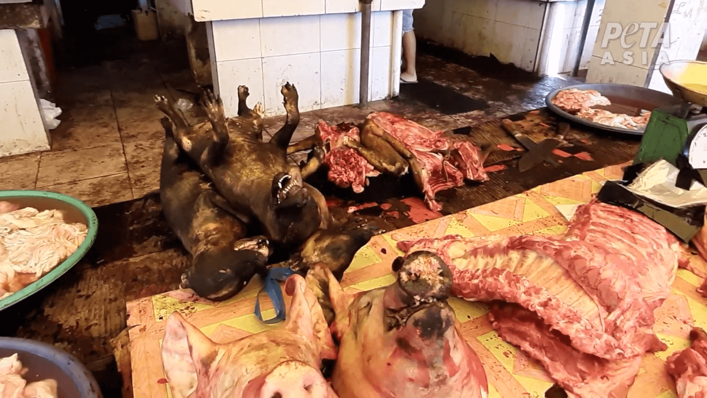 flesh-of-boars-dogs-wet-markets