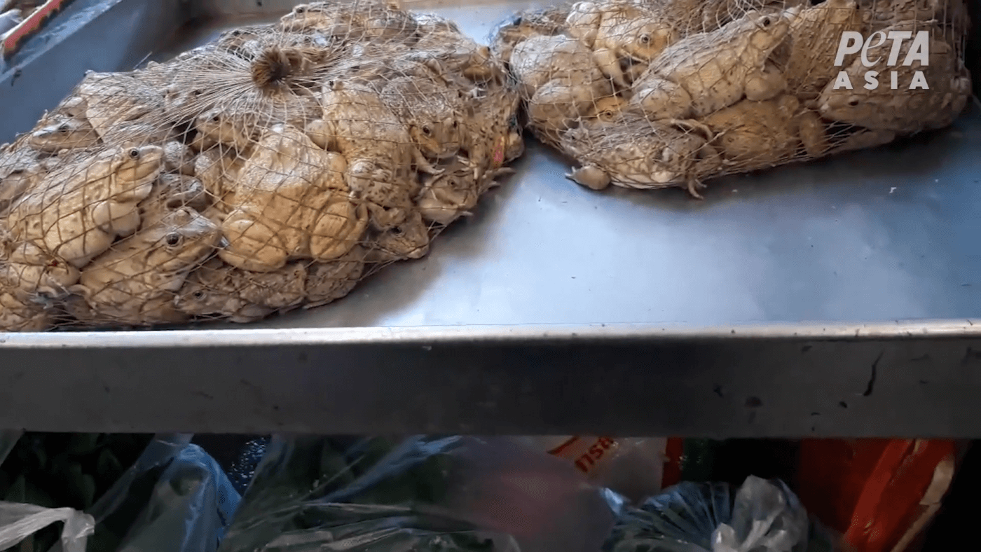 live-frogs-in-bags-wet-markets