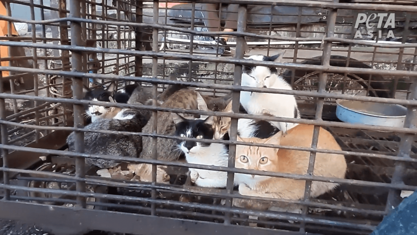 scared-cats-in-filthy-cage-wet-markets