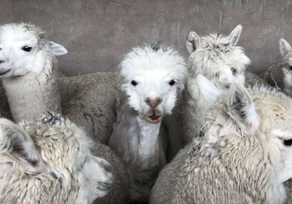 Video: Crying, Vomiting Alpacas Tied and Cut Up for Wool – Help Them!