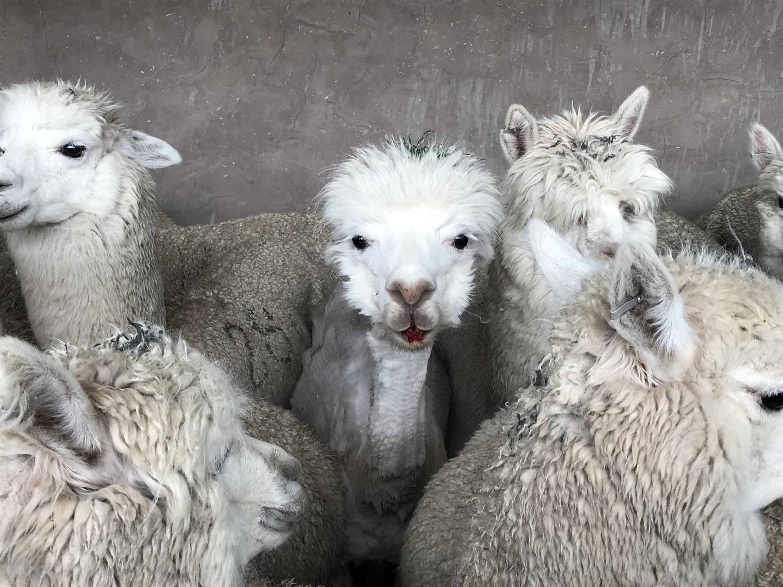 Alpaca PETA US investigation Photos