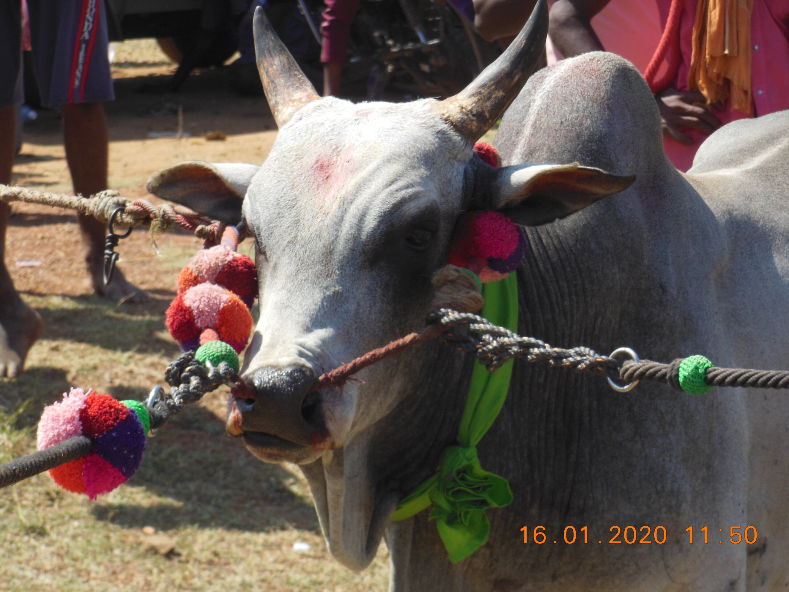 TT007 Jallikattu  The Last Bench DXB