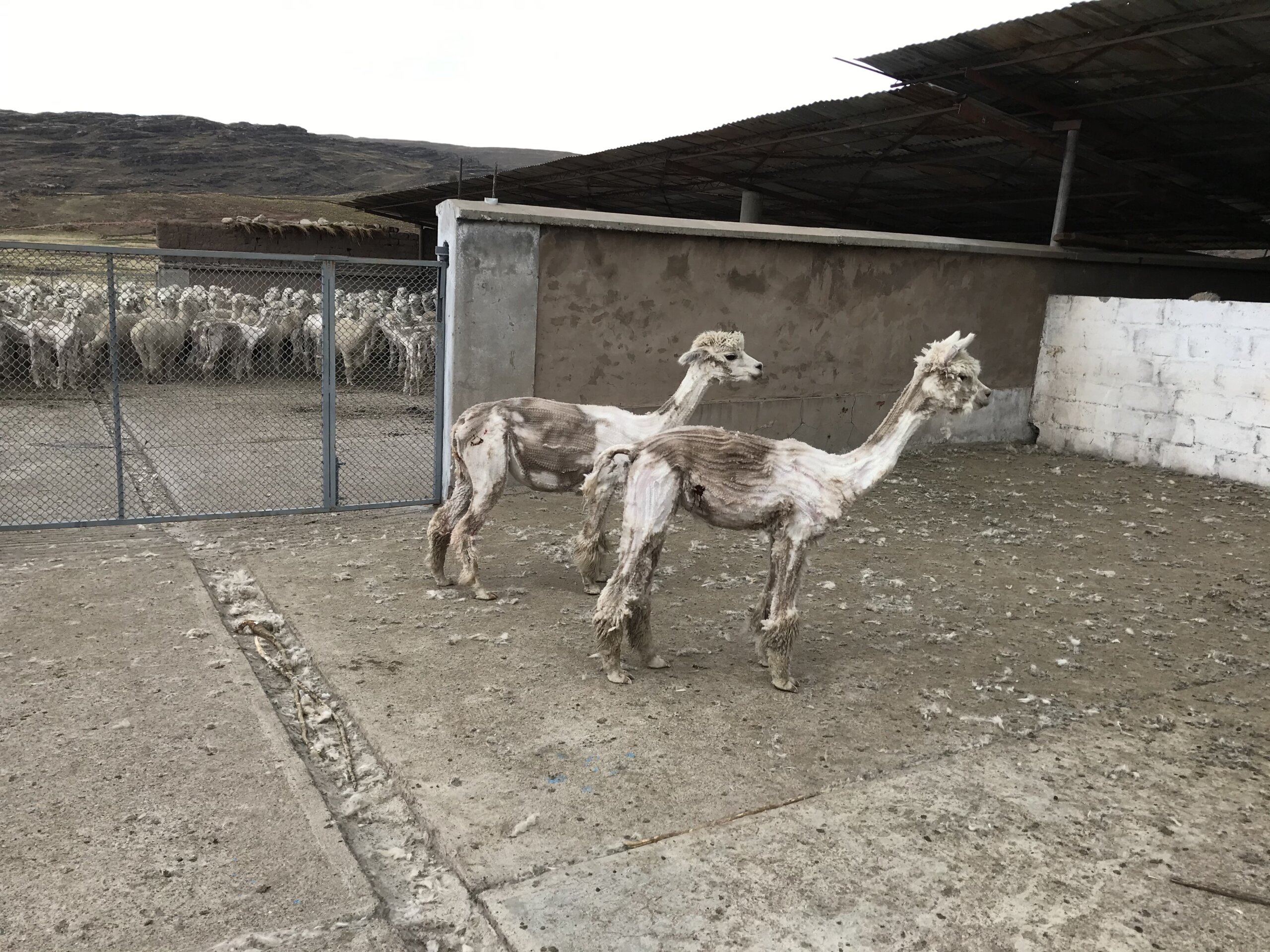 Alpaca Investigation Photo