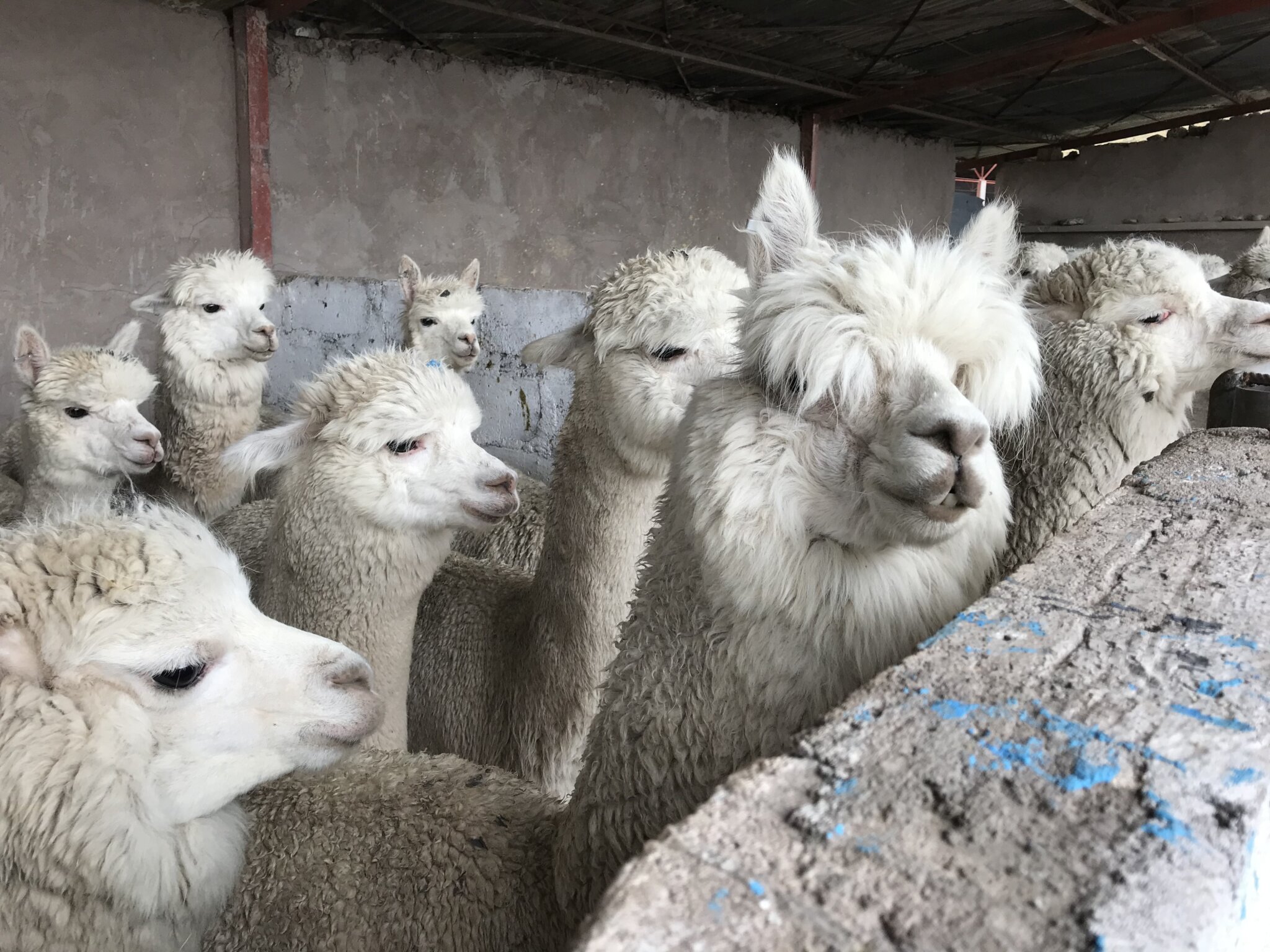 Video Crying, Vomiting Alpacas Tied and Cut Up for Wool Help Them