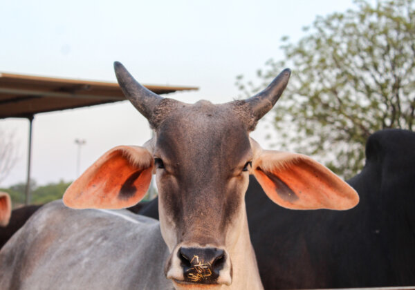 गर्भवती गाय को विस्फोटक खिलाने वाला शख्स गिरफ्तार