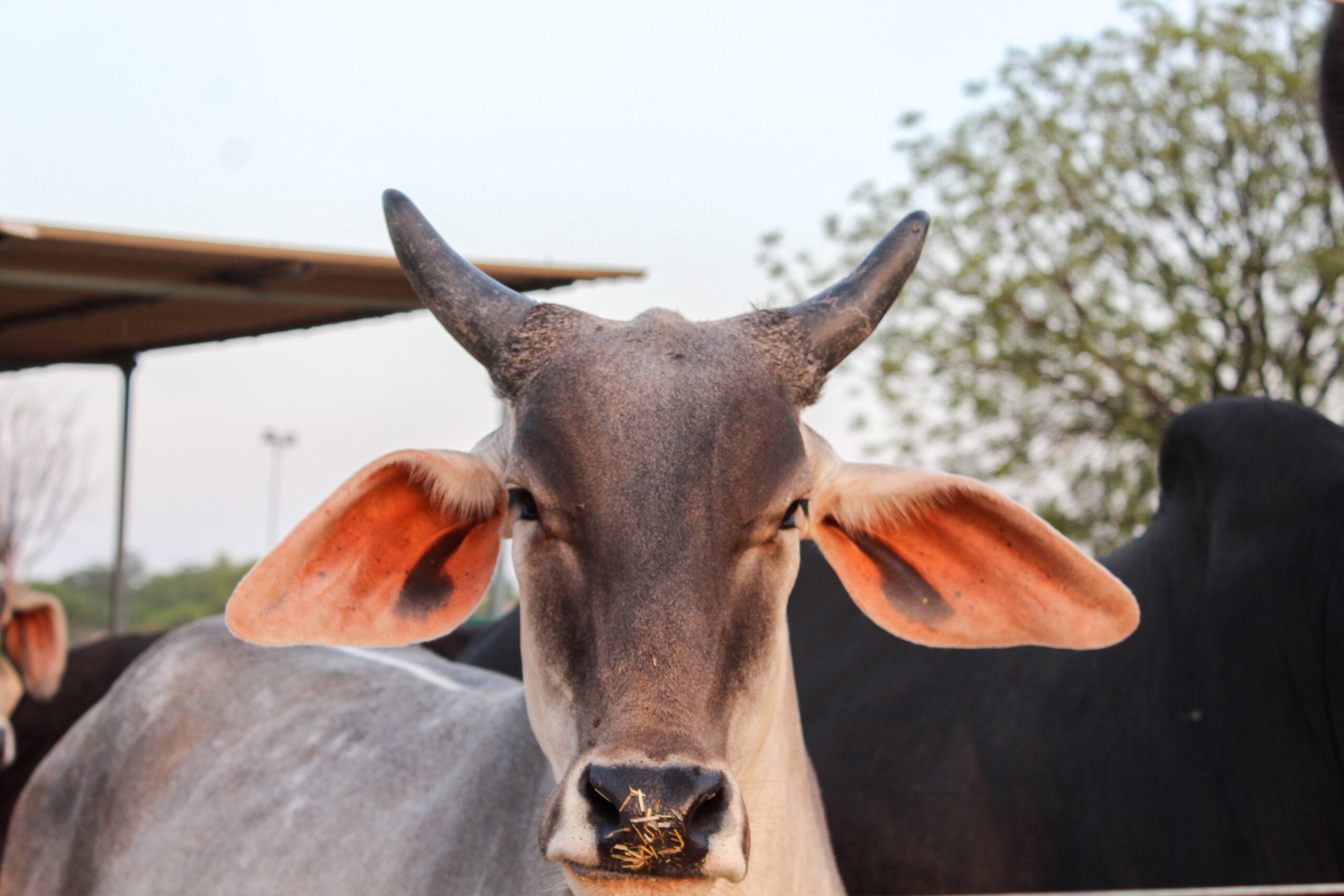 Cow photo shot by Juhi for pregnant cow case