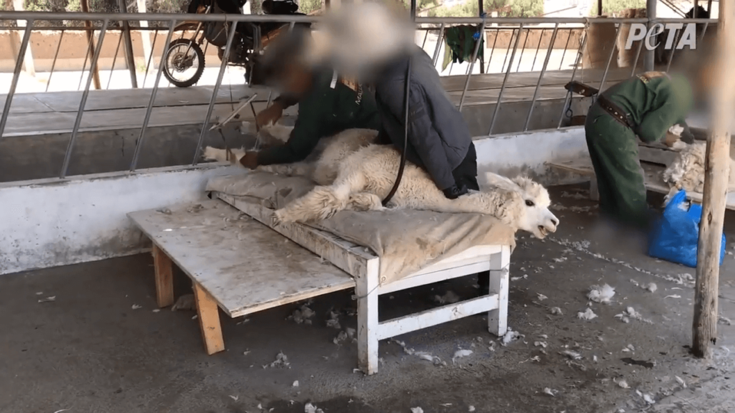 Video Crying, Vomiting Alpacas Tied and Cut Up for Wool Help Them