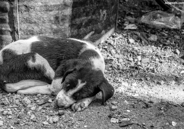 PETA इंडिया की शिकायत पर, गांधीधाम पुलिस ने कुत्ते के बच्चे को मौत के घाट उतारने वाले अपराधी के खिलाफ FIR दर्ज की।