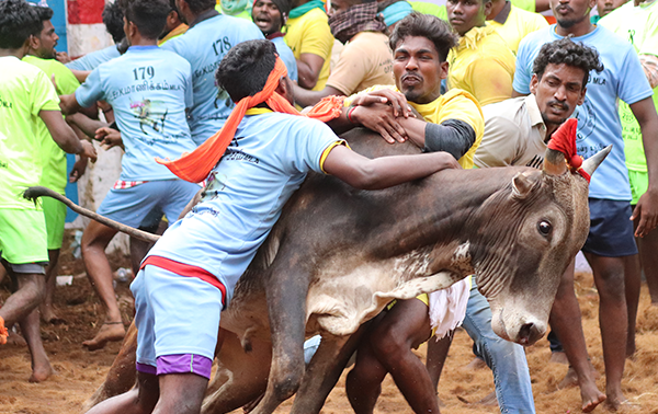 2020 Investigation Confirms That Jallikattu Is Deadly