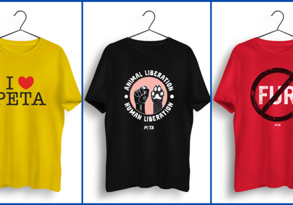 Look Good and Help Animals With PETA India and Styched