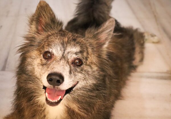 क्या आप किसी कुत्ते को गोद लेना चाहते हैं ? तो फिर PETA इंडिया से लीजिये।