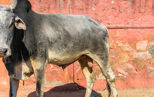 Drunken Jallikattu Bull Killers Arrested