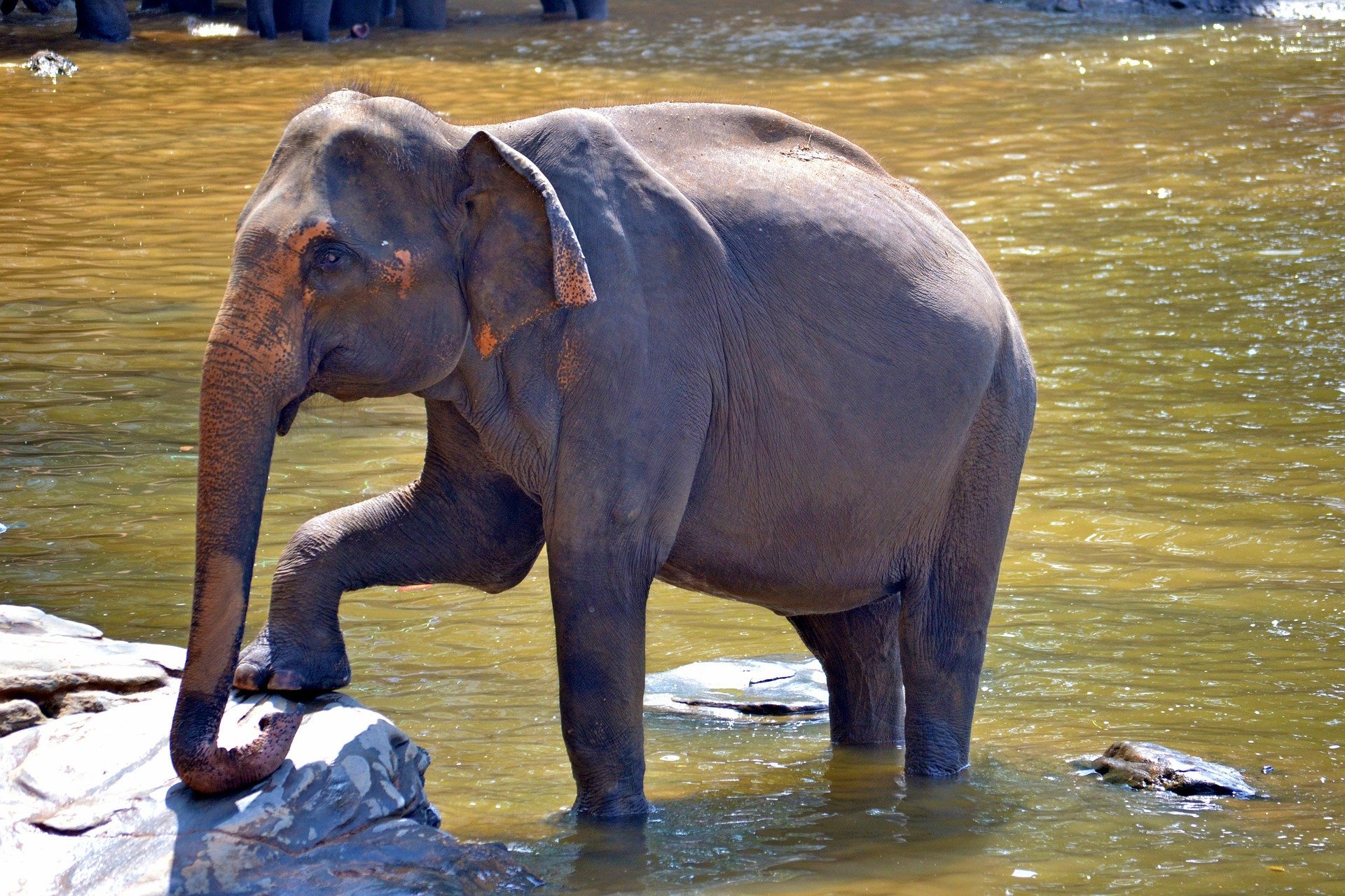 pegnent-elephant-photo for kerala elephant case