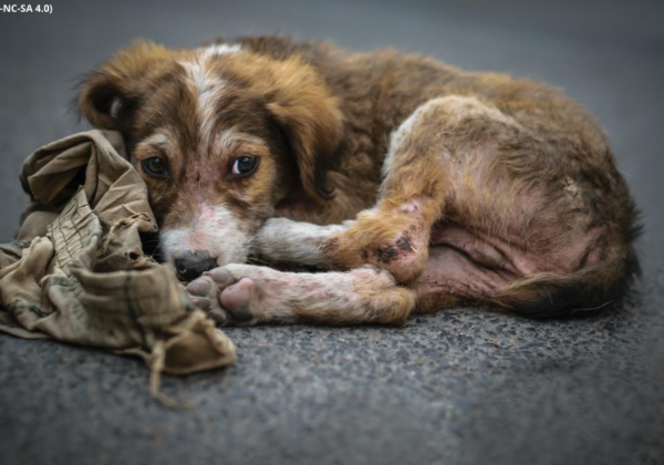 PETA इंडिया की शिकायत पर, कुत्ते के बच्चे के साथ दुर्व्यवहार करने वाले शख्स के खिलाफ मुंबई पुलिस स्टेशन में FIR दर्ज