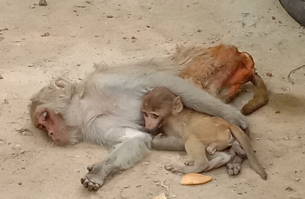 PETA India and UP Forest Department Offer a New Lease on Life for  Traumatised Orphaned Baby Monkey - Blog - PETA India