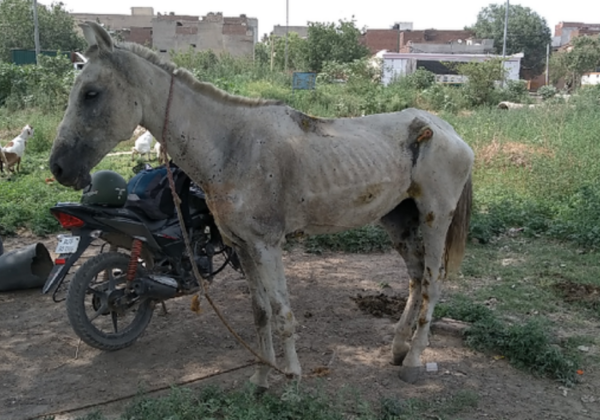COVID-19 महामारी के दौरान घोड़ों में ग्लेन्डर की रिपोर्ट सकारात्मक आने पर PETA इंडिया दिल्ली सरकार से तत्काल कार्यवाही का अनुरोध करता है