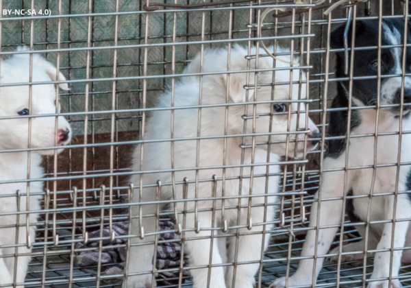 Blog | PETA India Blog | PETA India
