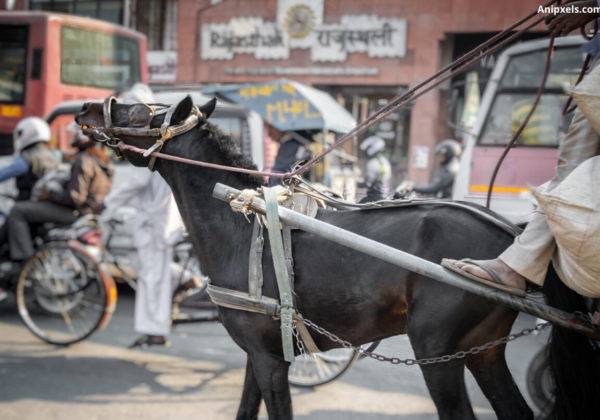 हरियाणा सरकार घोड़ों पर इस्तेमाल होने वाली गैरकानूनी काँटेदार लगाम के खिलाफ शिकंजा कसेगी