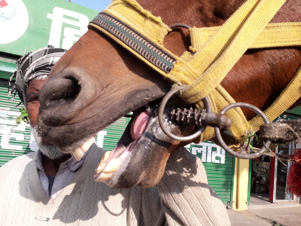 Rajasthan Government to Crack Down on Illegal Use of Spiked Bits on