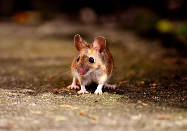 PETA India’s New Deal to Revamp Biomedical Research and Regulatory Testing – India Must Act Now