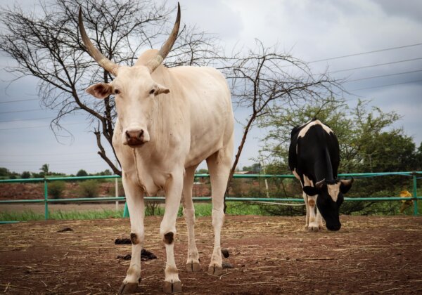 PETA इंडिया ने पशुपालन प्रक्रियाओं में मानवीय तरीकों को लागू किए जाने हेतु दिल्ली उच्च न्यायालय में याचिका दायर की।