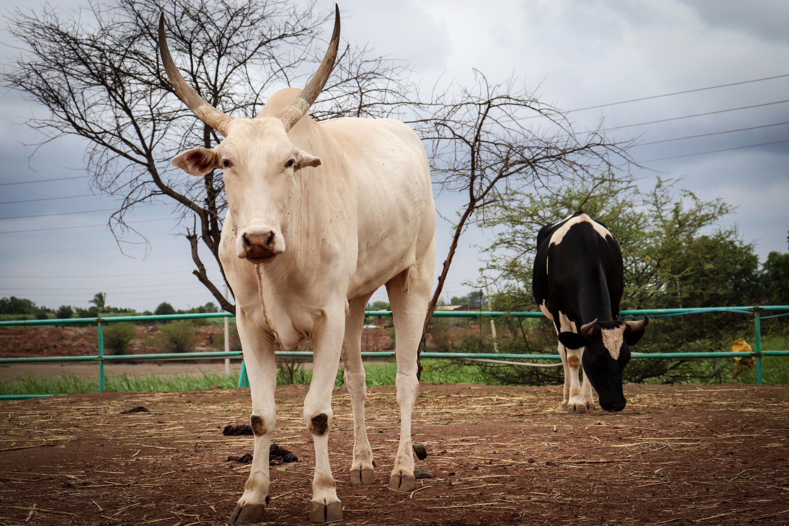 PETA India Files Petition in Delhi High Court to Enforce the Use of Humane Castration Methods in Animal Husbandry Procedures - Blog - PETA India PETA India Files Petition in Delhi High Court to Enforce the Use of Humane Castration Methods in Animal Husbandry Procedures - Blog - PETA India