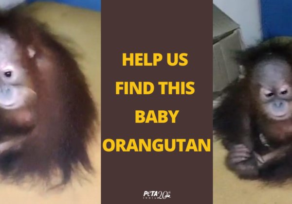 With PETA India’s Help, Mumbai Police Apprehend Two Suspects Involved in Illegal Orangutan Trade