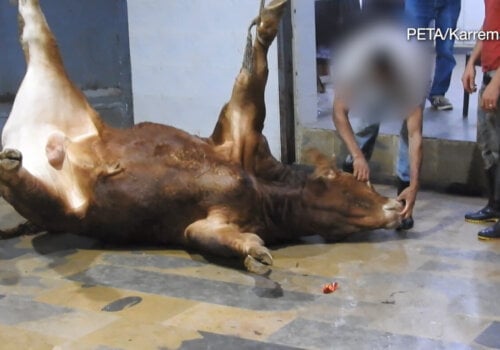 PETA Germany Leather Investigation Photos -Cow-in-Slaughterhouse