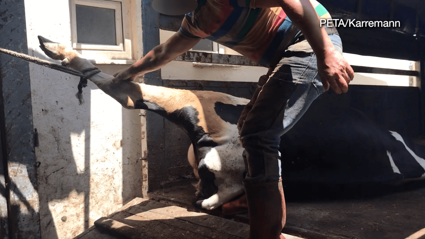 Peta Germany Exposes Gruelling Shocking Abuse In Global Leather Trade Living Peta India