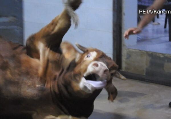 PETA Germany Exposes Gruelling, Shocking Abuse in Global Leather Trade