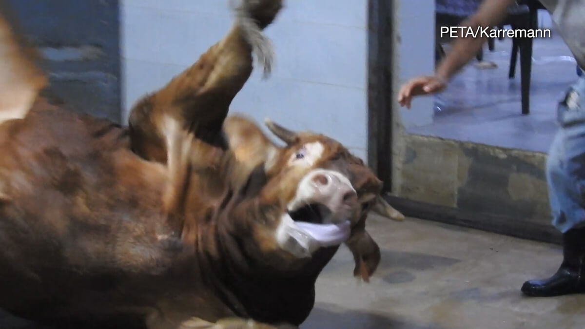 PETA Germany Exposes Gruelling, Shocking Abuse in Global Leather Trade