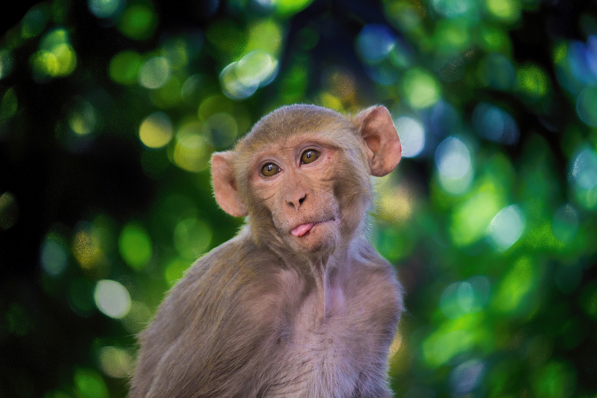 the-rhesus-macaque-photo