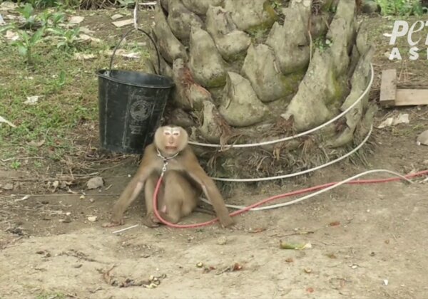 Monkeys Chained, Abused for Coconut Milk