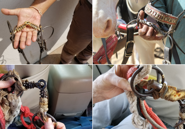 गोवा सरकार घोड़ों व अन्य जानवरों पर इस्तेमाल होने वाली गैरकानूनी काँटेदार लगाम के खिलाफ शिकंजा कसेगी