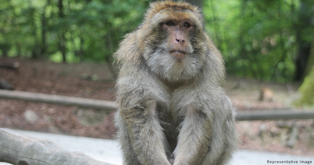 monkey chandigarh - tattoo artist