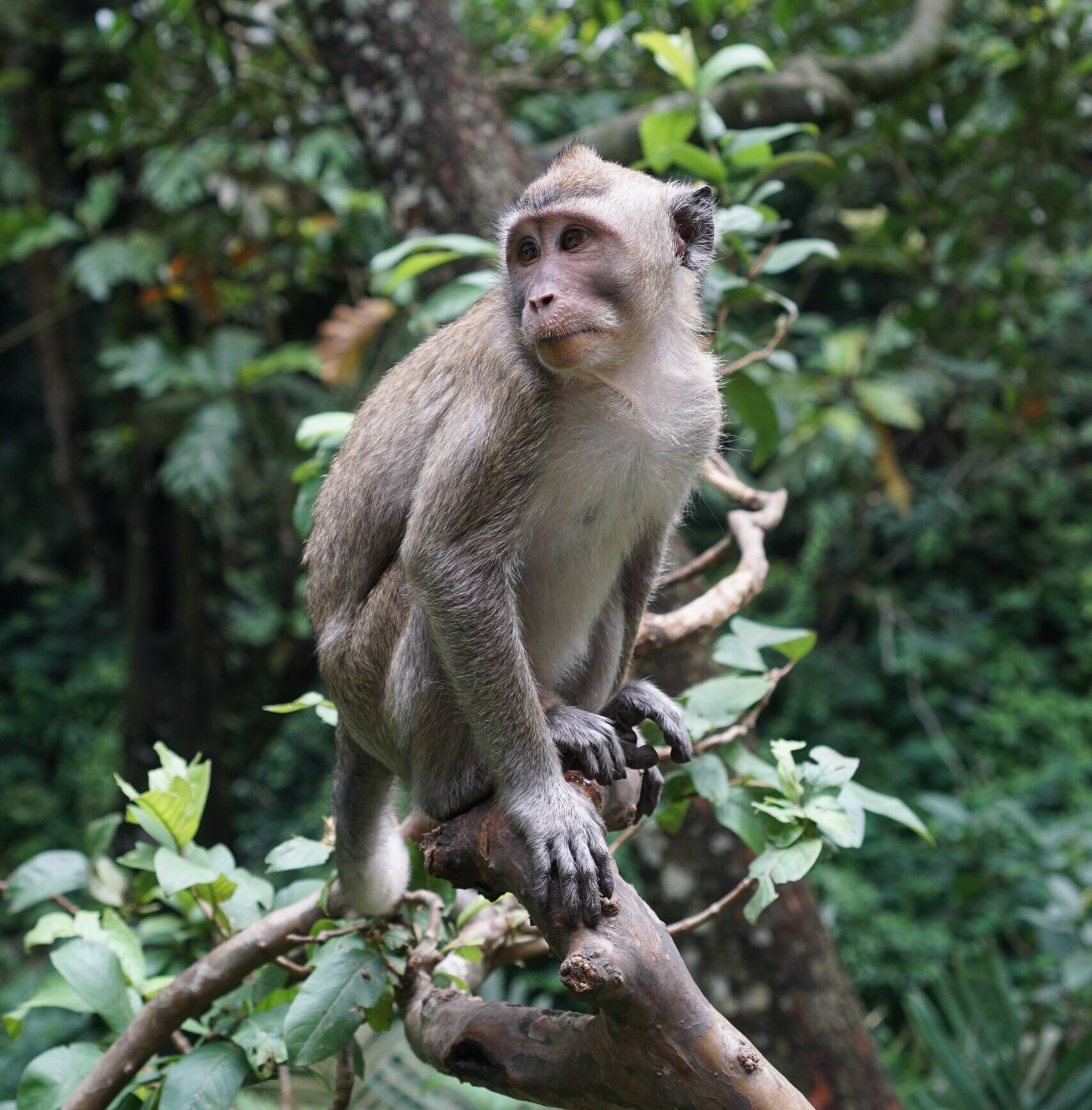 PETA India Requests Halt on Plan to Use Wild Monkeys in Experiments - Blog  - PETA India