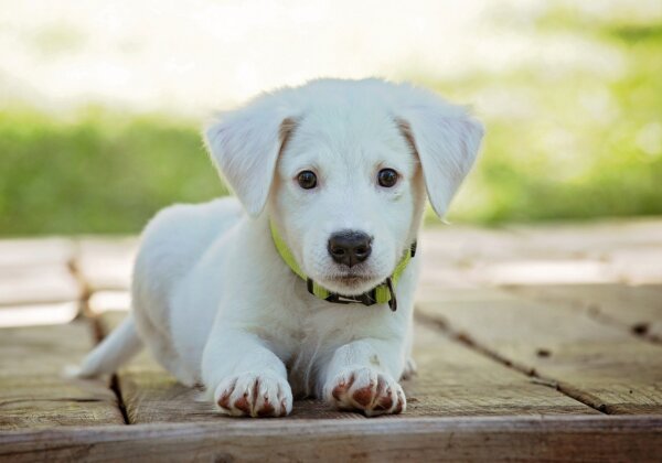 VICTORY! OLX India Ends Animal Sales After PETA India’s Appeal