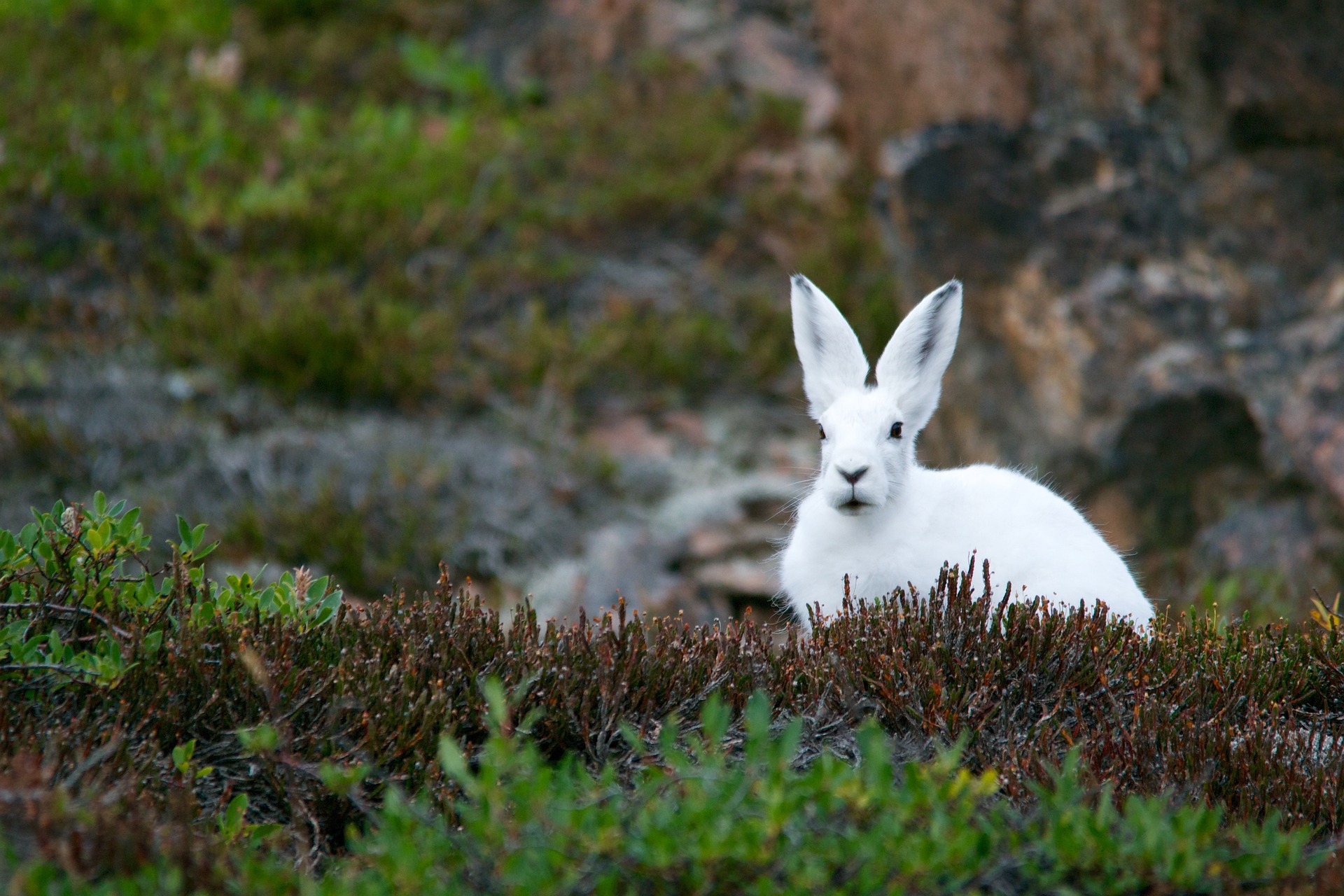 white rabbit